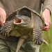 Typical Snapping Turtles - Photo (c) J. N. Stuart, all rights reserved, uploaded by James N. Stuart