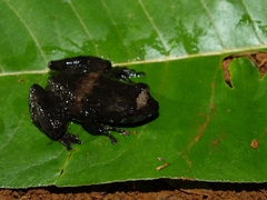Small