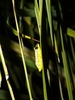 Heterixalus madagascariensis - Photo (c) devinedmonds