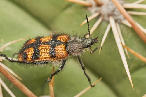 Subfamilia Melyrinae NaturaLista Mexico