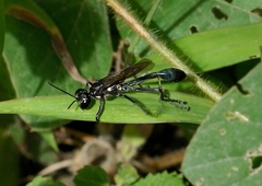 Image of Eremnophila aureonotata