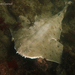 Pacific Angelshark - Photo (c) Mark Cantwell, all rights reserved, uploaded by Mark Cantwell