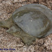 Pelodiscus maackii - Photo (c) pintail, all rights reserved