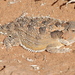 Phrynosoma orbiculare - Photo (c) Billy Griswold, כל הזכויות שמורות