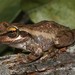 Western Bright-eyed Frog - Photo (c) Franco Andreone, all rights reserved, uploaded by Franco Andreone