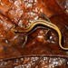 Salamandra Trilineada - Photo (c) Don Filipiak, todos los derechos reservados