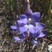 Scented Sun Orchid - Photo (c) huonpine, all rights reserved