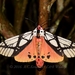 Milky Tiger Moth - Photo (c) Roger C. Kendrick, all rights reserved, uploaded by Roger C. Kendrick