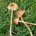 Conocybe tenera - Photo (c) anthony brooks, todos los derechos reservados, uploaded by anthony brooks
