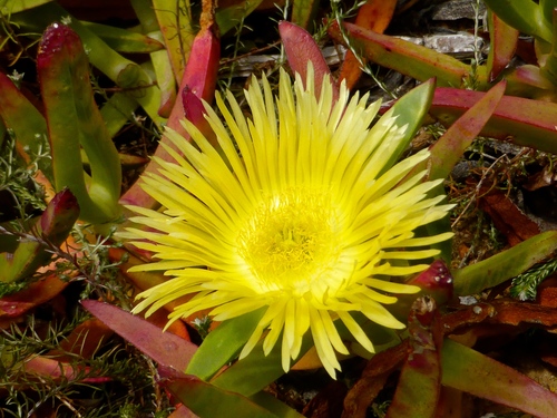 Subespecies Carpobrotus Edulis Edulis Naturalista Mexico