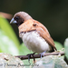 Chestnut-breasted Munia - Photo (c) Theresa Bayoud, all rights reserved, uploaded by Theresa Bayoud