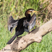 Australasian Darter - Photo (c) Theresa Bayoud, all rights reserved
