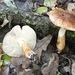 Tricholoma populinum - Photo (c) msv56, all rights reserved, uploaded by msv56