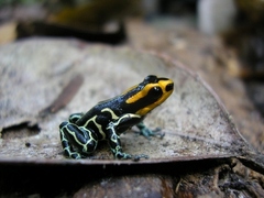 Small
