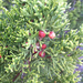 Redberry Juniper - Photo (c) knightericm, all rights reserved, uploaded by Eric Knight