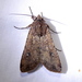 Variegated Cutworm Moth - Photo (c) Jay Keller, all rights reserved, uploaded by Jay L. Keller