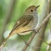 Brown Thornbill - Photo (c) andrew_mc, all rights reserved