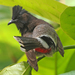 Red-vented Bulbul - Photo (c) J. N. Stuart, all rights reserved, uploaded by James N. Stuart