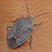 Conchuela Bug - Photo (c) J. N. Stuart, all rights reserved, uploaded by James N. Stuart