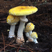 Amanita Mushrooms - Photo (c) illypinot, all rights reserved