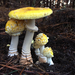 Amanita Mushrooms and Allies - Photo (c) illypinot, all rights reserved
