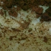 Square