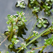 Floating Pigmyweed - Photo (c) Tig, all rights reserved