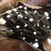 Magnolia-cone Mushroom - Photo (c) Amy Kocurek, all rights reserved, uploaded by Amy Kocurek