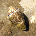 Mediterranean Cone Snail - Photo (c) Aleksander Golemaj, all rights reserved, uploaded by Aleksander Golemaj