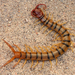 Common Desert Centipede - Photo (c) J. N. Stuart, all rights reserved, uploaded by James N. Stuart