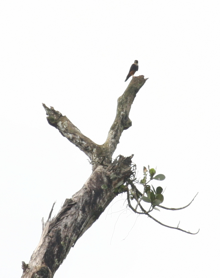 Bat Falcon From Heredia Province Sarapiqui Costa Rica On July