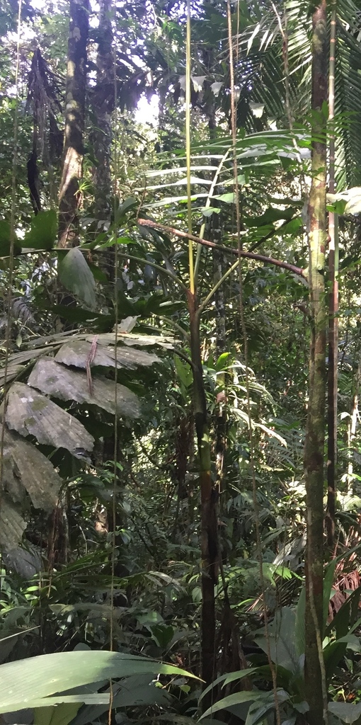 Iriartea Deltoidea From Heredia Province Sarapiqui Costa Rica On