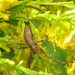 Nursery Web Spider - Photo (c) jawinget, all rights reserved