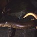 Amphiglossus reticulatus - Photo (c) francoandreone