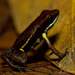 Marbled Poison Frog - Photo (c) Dennis Nilsson, all rights reserved