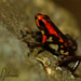 Cauca Poison Frog - Photo (c) Dennis Nilsson, all rights reserved