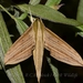 Cechetra lineosa - Photo (c) Roger C. Kendrick, todos los derechos reservados, subido por Roger C. Kendrick