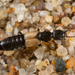 Cafius luteipennis - Photo (c) Alice Abela, todos los derechos reservados