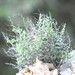 Argyrochosma microphylla - Photo (c) Carlos Enrique carrera Treviño, kaikki oikeudet pidätetään, lähettänyt Carlos Enrique carrera Treviño