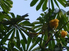 Musanga cecropioides image