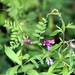 American Vetch - Photo (c) Michael Dawber, all rights reserved, uploaded by Michael Dawber