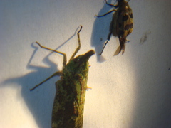 Image of Diareusa imitatrix