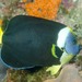 Queensland Yellowtail Angelfish - Photo (c) Ian Shaw, all rights reserved, uploaded by Ian Shaw