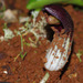 Arisarum simorrhinum - Photo (c) Luis Lopes Silva, todos los derechos reservados, subido por Luis Lopes Silva
