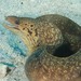 Sieve-patterned Moray - Photo (c) Ian Shaw, all rights reserved, uploaded by Ian Shaw