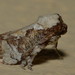 Mecytha - Photo (c) Dianne Clarke, some rights reserved (CC BY-NC), uploaded by Dianne Clarke