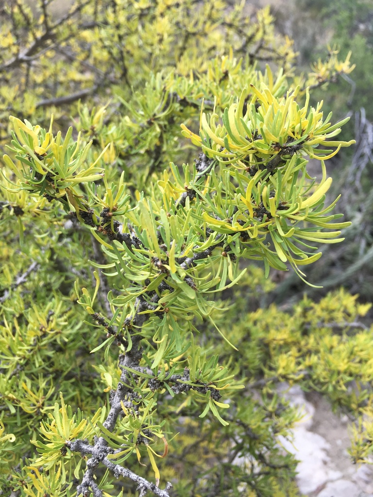 Narrowleaf Forestiera From Brewster County Tx Usa On November