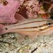 Fourline Cardinalfish - Photo (c) Ian Shaw, all rights reserved, uploaded by Ian Shaw