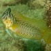Oyster Blenny - Photo (c) Ian Shaw, all rights reserved, uploaded by Ian Shaw