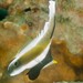 Pennant Bannerfish - Photo (c) Ian Shaw, all rights reserved, uploaded by Ian Shaw
